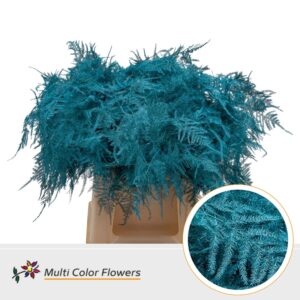 Asparagus 1e V Turquoise – 45cm