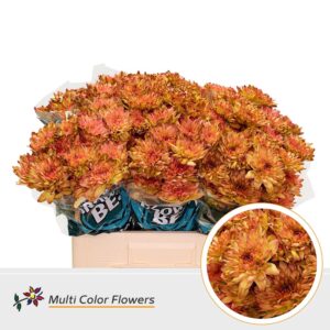 Chr T Baltica Apple Bandit – 60cm