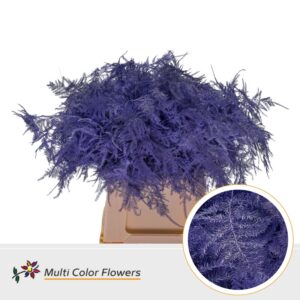 Asparagus 1e V Violet donker – 45cm