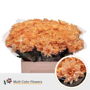 Chr T Baltica Apricot – 60cm