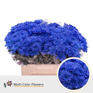 Chr T Baltica Blauw donker – 60cm