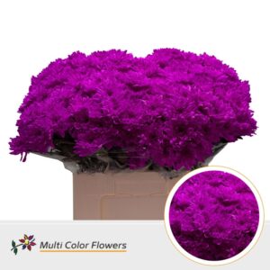 Chr T Baltica Erica – 60cm