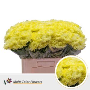 Chr T Baltica Geel – 60cm