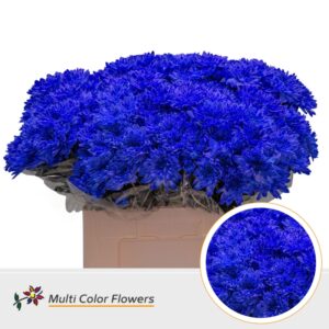 Chr T Baltica Grijs – 60cm