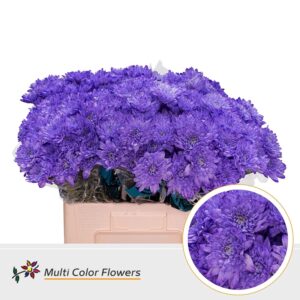 Chr T Baltica Milka – 60cm