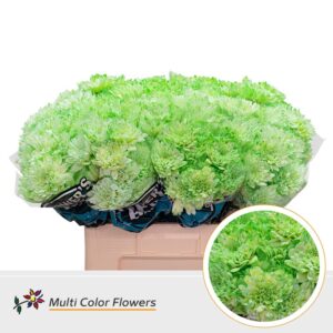 Chr T Baltica Mint – 60cm