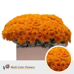 Chr T Baltica Oranje – 60cm