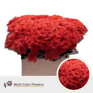 Chr T Baltica Rood – 60cm