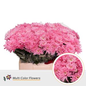 Chr T Baltica Rose – 60cm