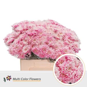 Chr T Baltica Soft Pink – 60cm