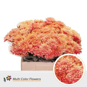 Chr T Baltica Sunset – 60cm