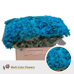 Chr T Baltica Turquoise – 60cm