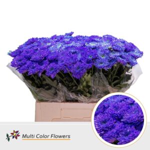 Chr T Baltica Violet donker – 60cm