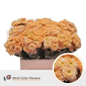 Chr T Euro Apricot – 60cm
