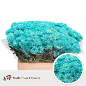 Chr T Euro Blauw licht – 60cm