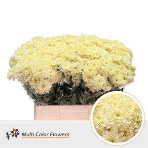 Chr T Euro Creme – 60cm