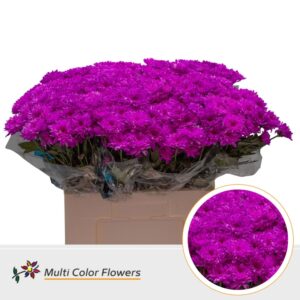 Chr T Euro Erica – 60cm