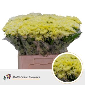 Chr T Euro Geel – 60cm
