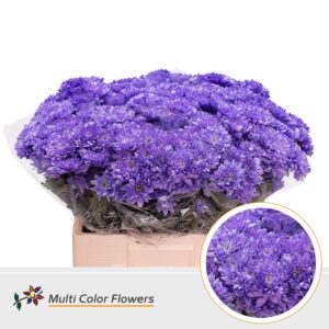 Chr T Euro Milka – 60cm