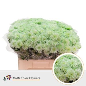 Chr T Euro Mint – 60cm