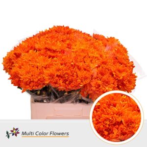 Chr T Euro Oranje (van Geel) – 60cm