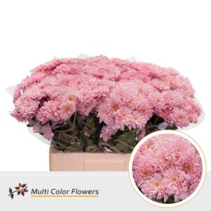 Chr T Euro Rose – 60cm