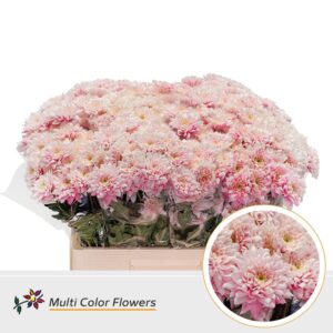 Chr T Euro Soft Pink – 60cm