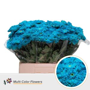 Chr T Euro Turquoise – 60cm