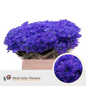 Chr T Euro Violet donker – 60cm