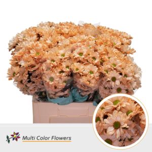 Chr T Kennedy Apricot – 60cm