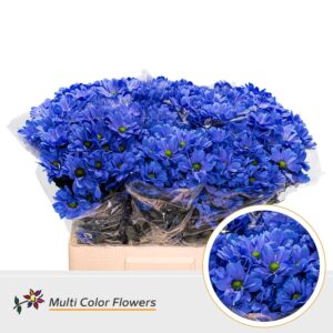 Chr T Kennedy Blauw donker – 60cm