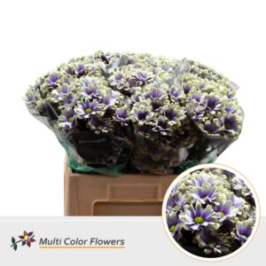 Chr T Kennedy Blue foot – 60cm