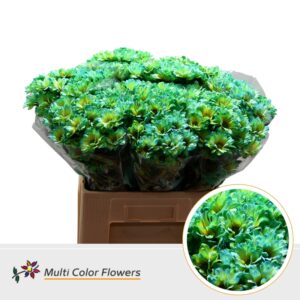 Chr T Kennedy Caribbean Ara – 60cm