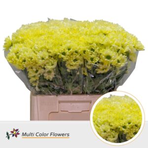 Chr T Kennedy Geel – 60cm