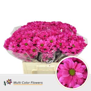 Chr T Kennedy Hot Pink – 60cm