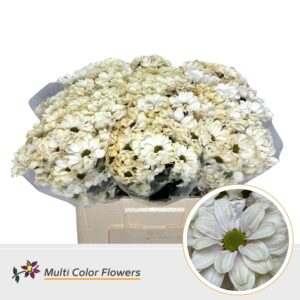 Chr T Kennedy Latte – 60cm