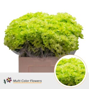 Chr T Kennedy Mint – 60cm