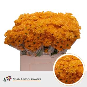 Chr T Kennedy Oranje – 60cm