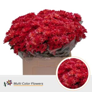 Chr T Kennedy Rood – 60cm