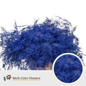 Asparagus extra V Blauw donker – 65cm
