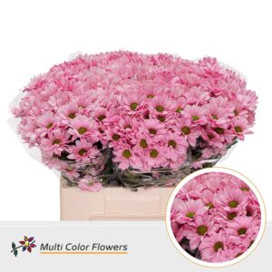 Chr T Kennedy Rose – 60cm