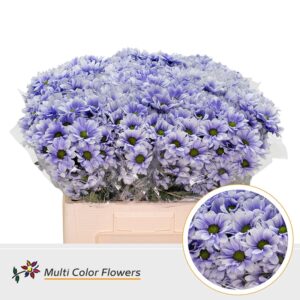 Chr T Kennedy Soft Milka – 60cm