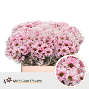 Chr T Kennedy Soft Pink – 60cm