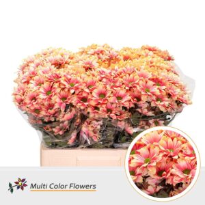 Chr T Kennedy Sunset – 60cm