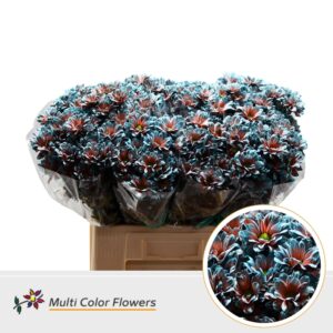 Chr T Kennedy Terra Blue – 60cm
