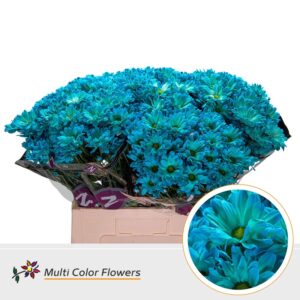 Chr T Kennedy Turquoise – 60cm