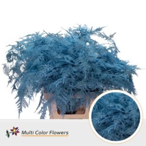 Asparagus extra V Blauw licht – 65cm