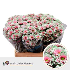 Chr T Kennedy Watermelon – 60cm