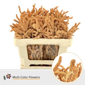 Amaranthus Apricot – 50cm