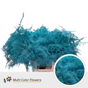 Asparagus extra V Blue ice – 65cm